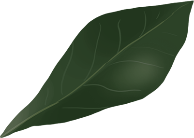 leaf